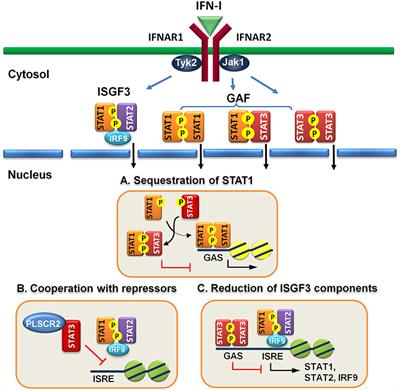 Frontiers | Fine-Tuning Of Type I Interferon Response By STAT3